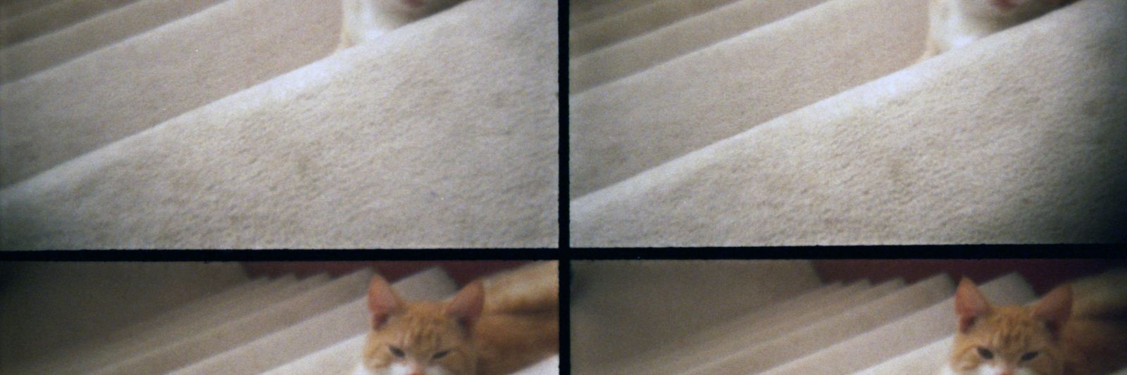 something honk 🍉 banner