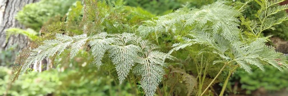 La Chica Green 💚 banner