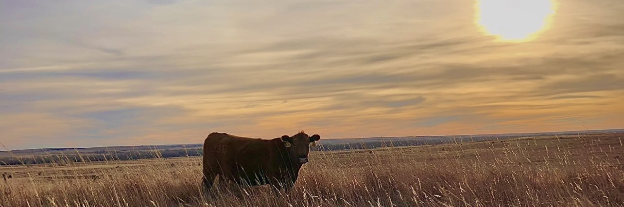 kinsey_griffith's profile banner image
