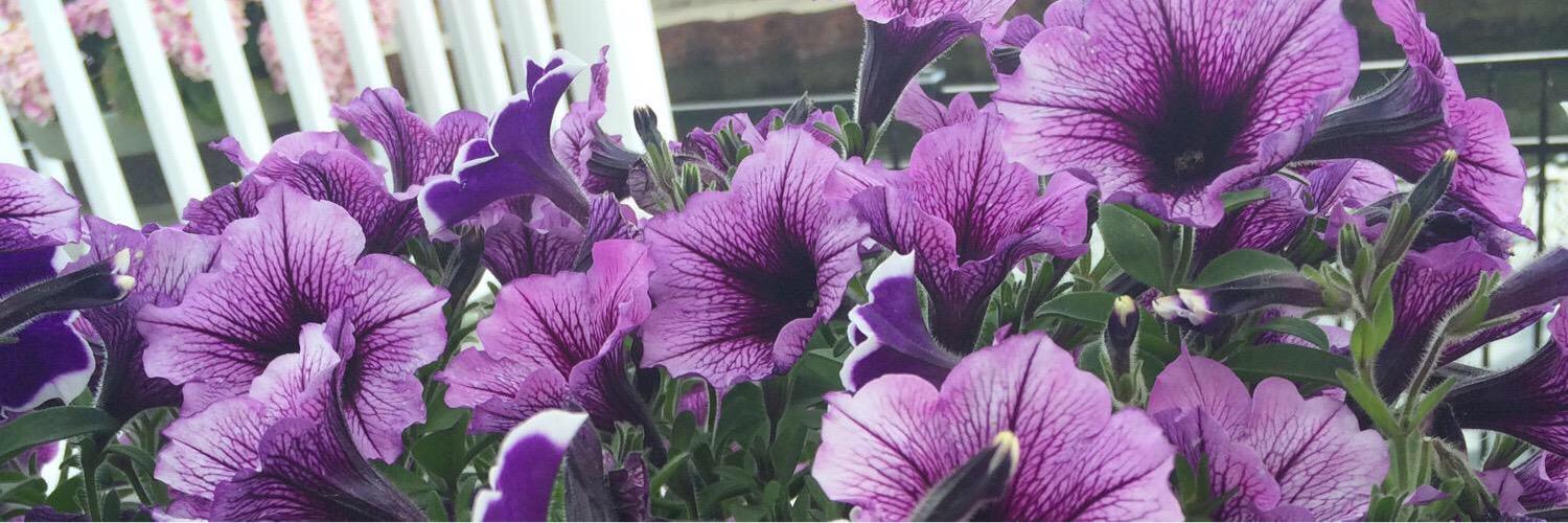 _JuliaSimons_'s profile banner image
