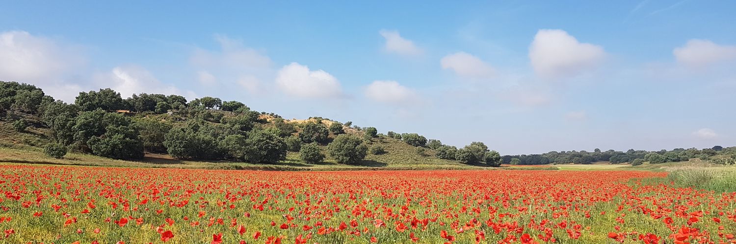 Miguel Montero banner