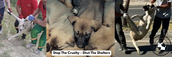 DogDeskAction Profile Banner