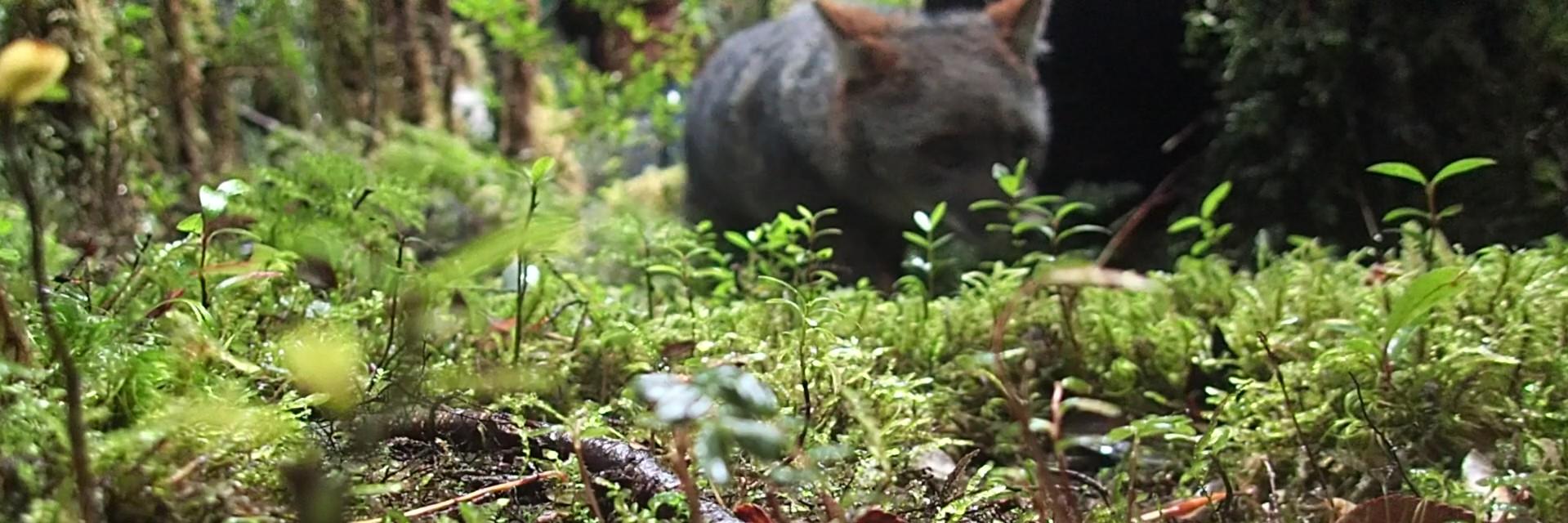 Aitor Cevidanes banner