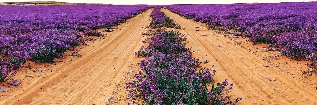 قلب العنا▫️▫️▫️ banner