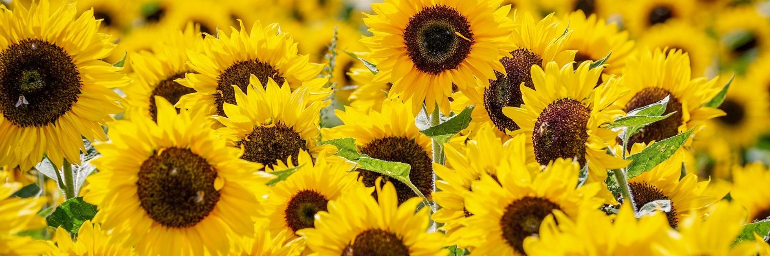 SouthernEnglandSoroptimists banner