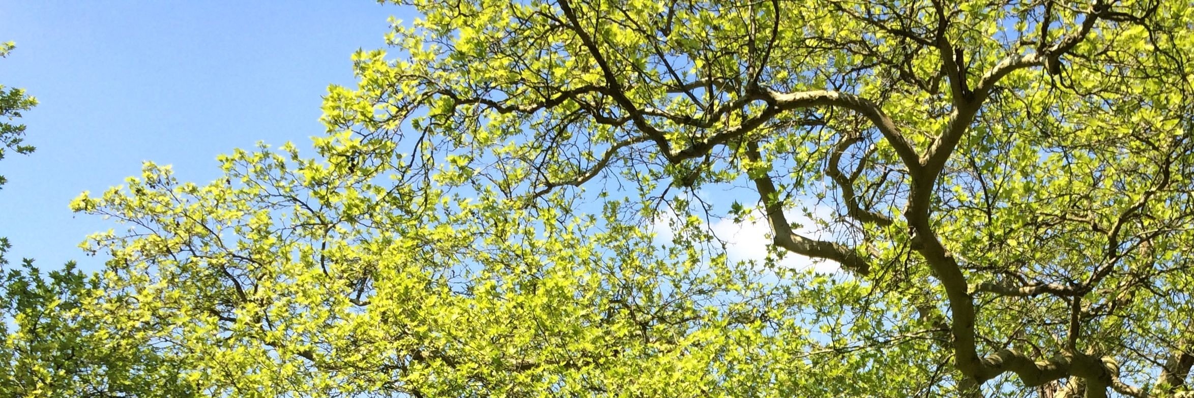 TheTherapyTree's profile banner image