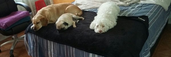 Pummaa Profile Banner