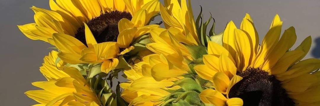 Melisa91092's profile banner image