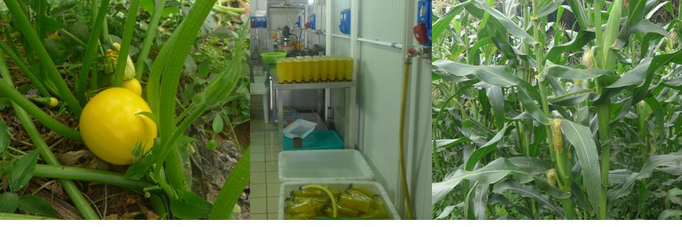 SERVInnov Project banner