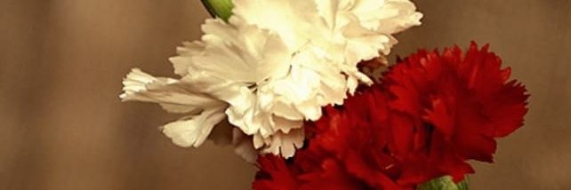 Adel25444419's profile banner image