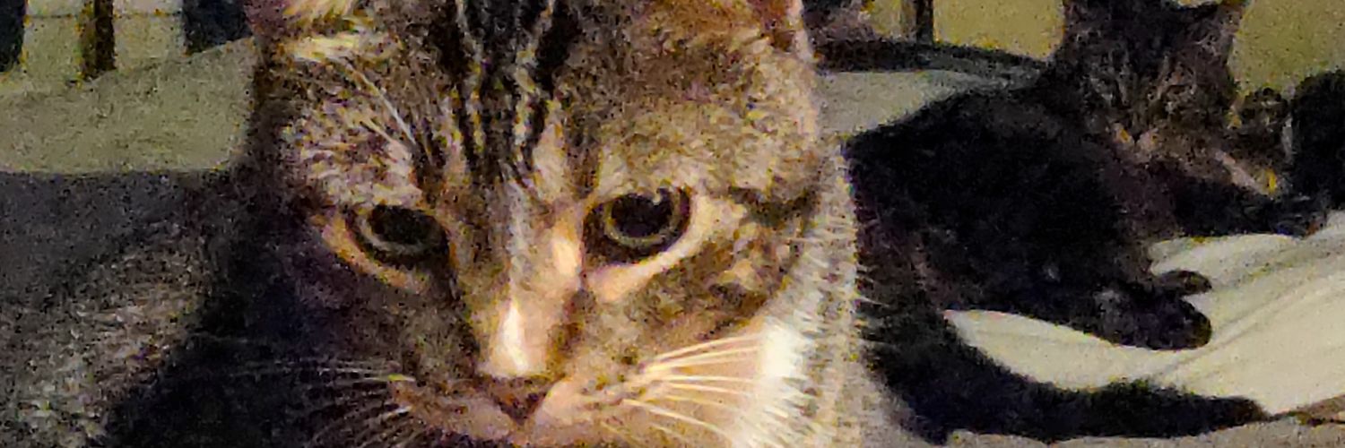 Kt Schaefer the enby Witch-King of Minneapolis 🐈 banner