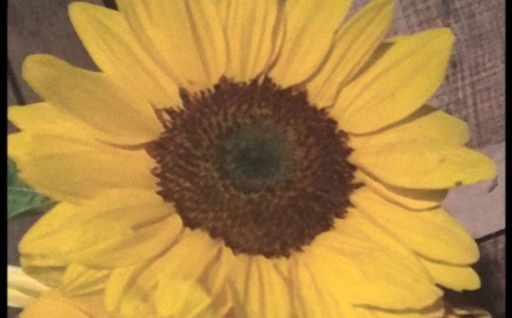 hey_binoca's profile banner image