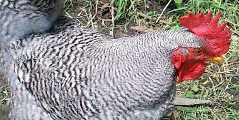 Fat_Mama_Hen's profile banner image