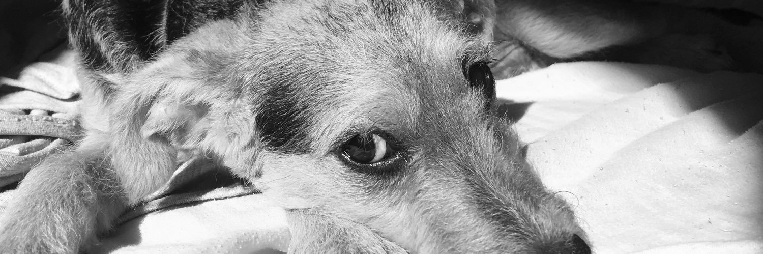 Vaaalu_'s profile banner image