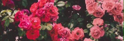 aro_1414's profile banner image