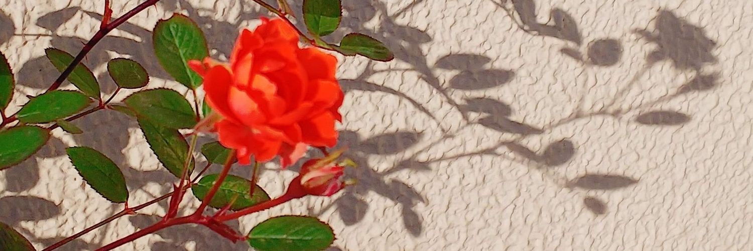 0616miu's profile banner image
