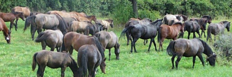 AlbertaHorses's profile banner image