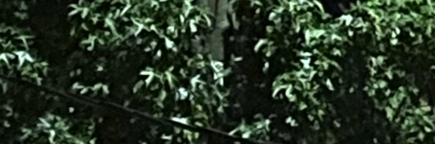 Austin 𓀉 banner