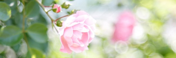 _roko's profile banner image