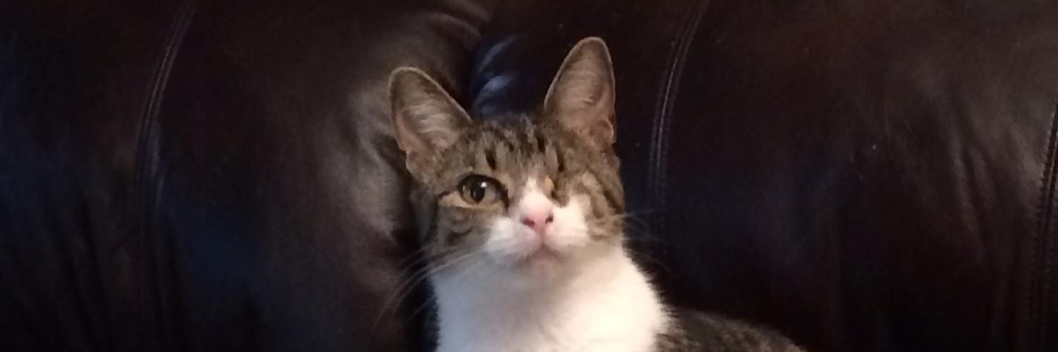 pusswilly1's profile banner image