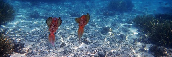 seabassphd Profile Banner