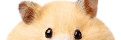 มาดามแฮมสะเต้อ🐹| สอบเสดแล้วจ้า🔆's banner