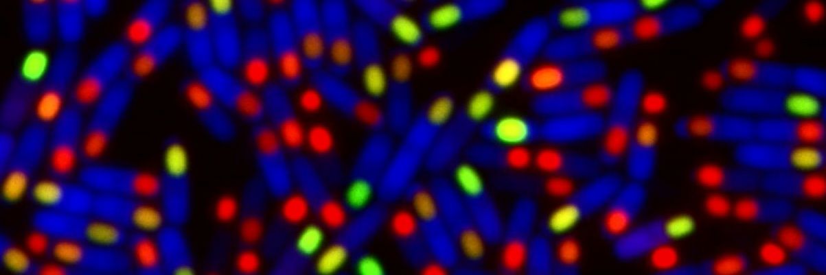 Rodrigues Lab's banner