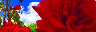 Lydia M C banner