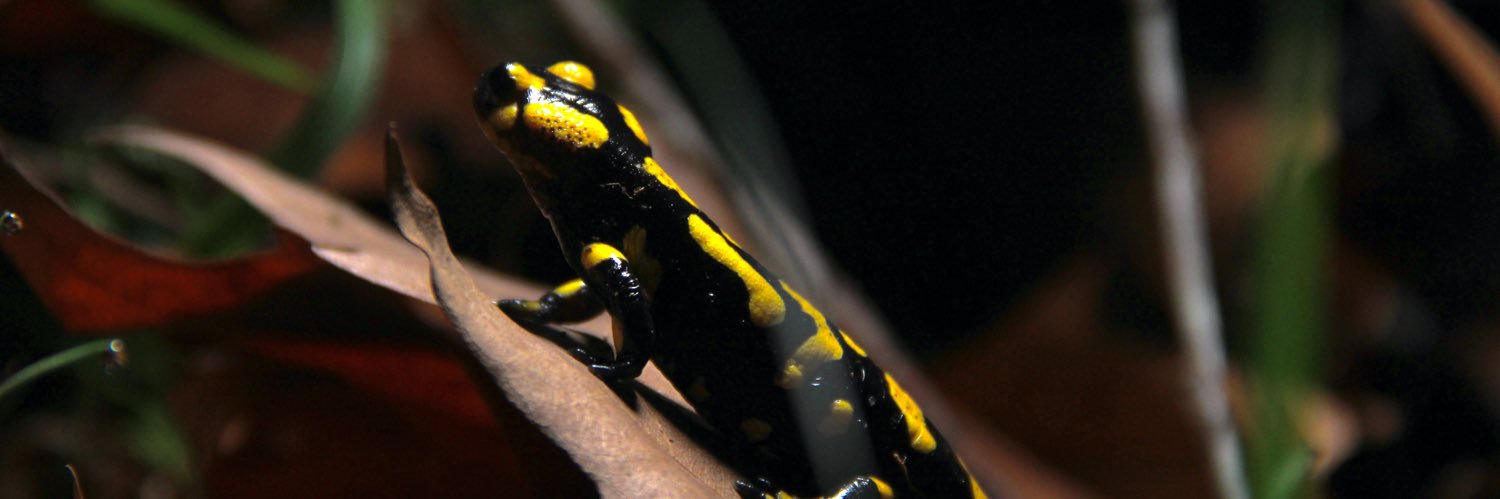 Maria Estarellas banner