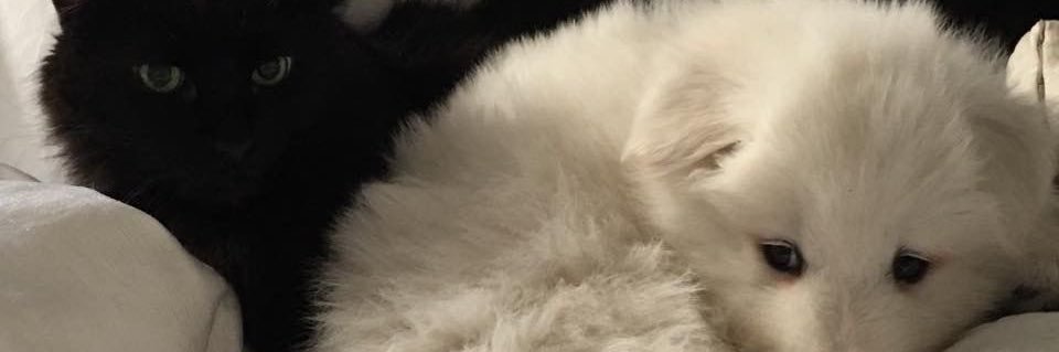 babyblue bae banner