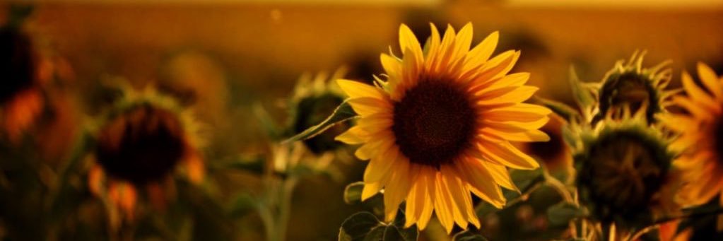 SprouleKayla's profile banner image