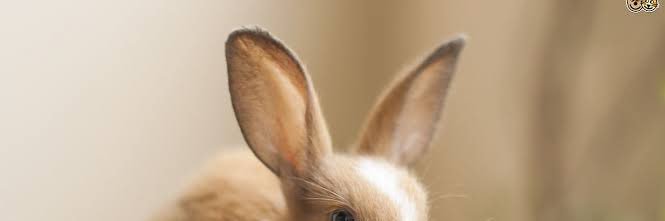 154cmtherabbit's profile banner image
