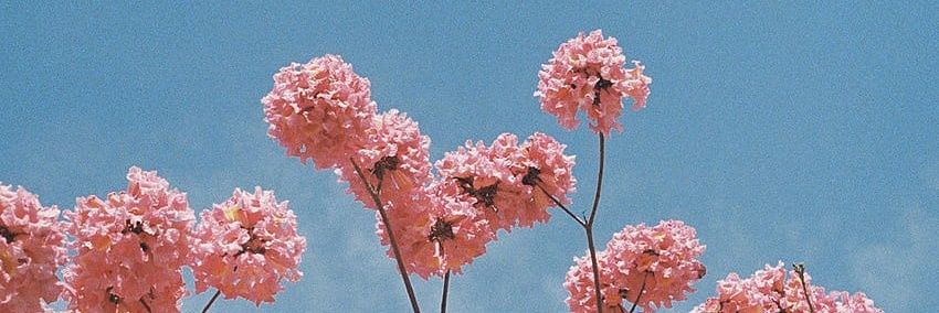 fioritto_a's profile banner image