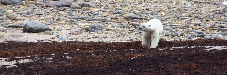 Lise Aubry (She/Her) banner