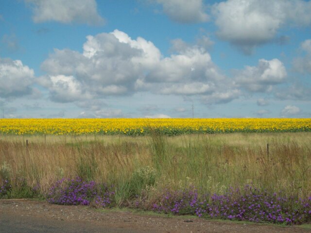 Sibulele Walaza banner