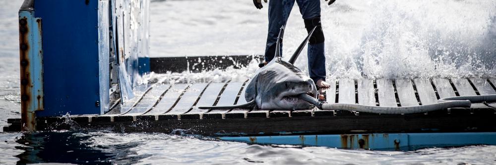 Brunswick the Shark banner