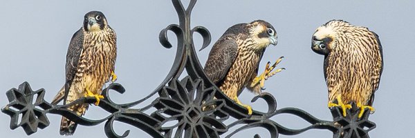 rudraksh9 Profile Banner