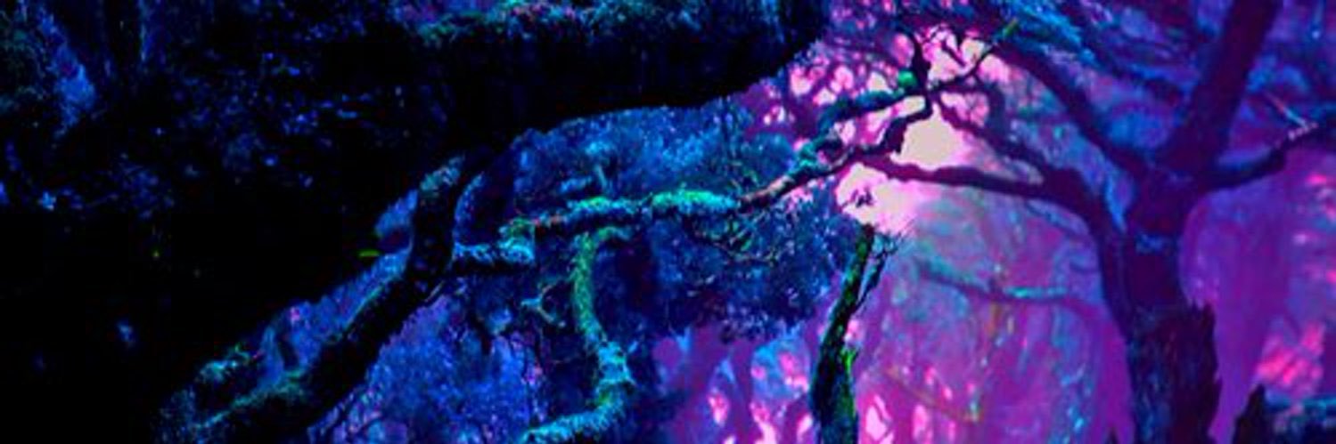 Eliyah M. ✨ banner