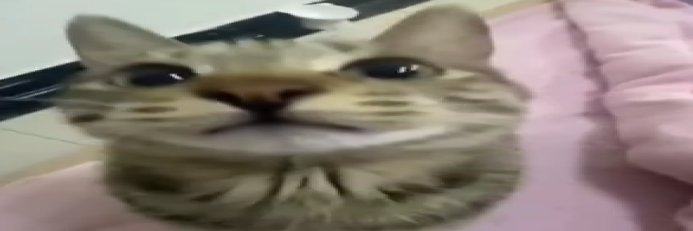 Raisin_'s profile banner image
