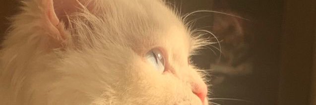 piguu 🎼 banner