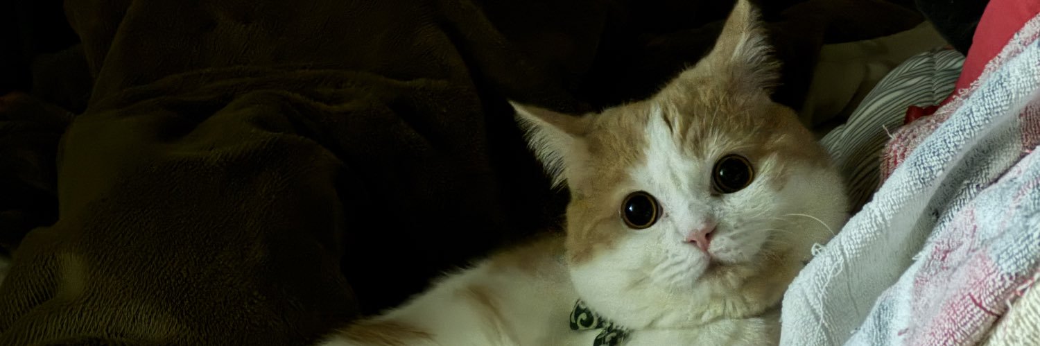 hamuhei0319's profile banner image