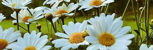 marcelaacf's profile banner image