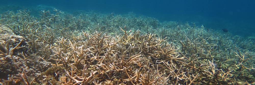 Haley Addison Davis (She/Her) banner