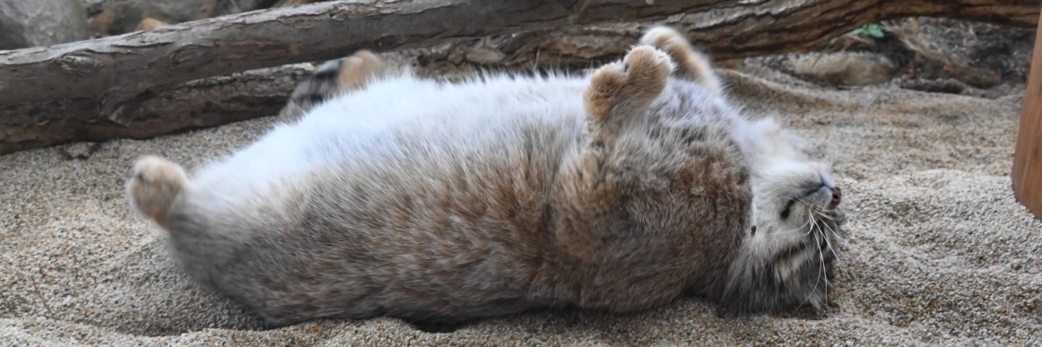 Roxane Bicker 𓏞 𓆌 | @roxane@literatur.social 📯 banner