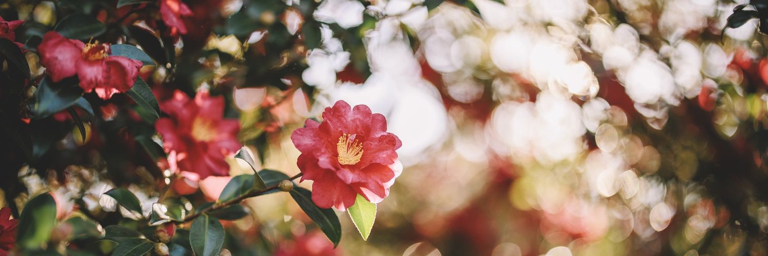 wella_hanin's profile banner image