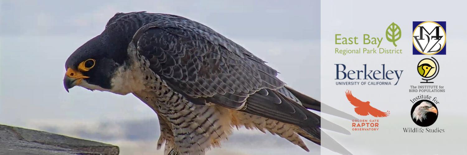 CalFalconCam Profile Banner