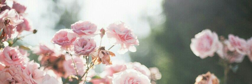reallyierileen's profile banner image