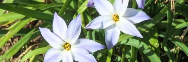 Neko_Pattern_Fu Profile Banner