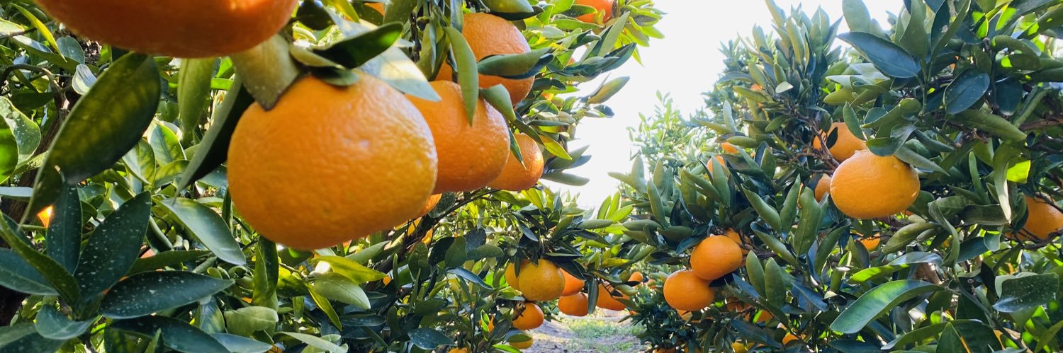 ふるのさん🍊柑橘農家's banner