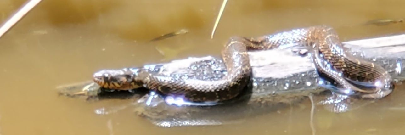 Abby Ratcliff banner